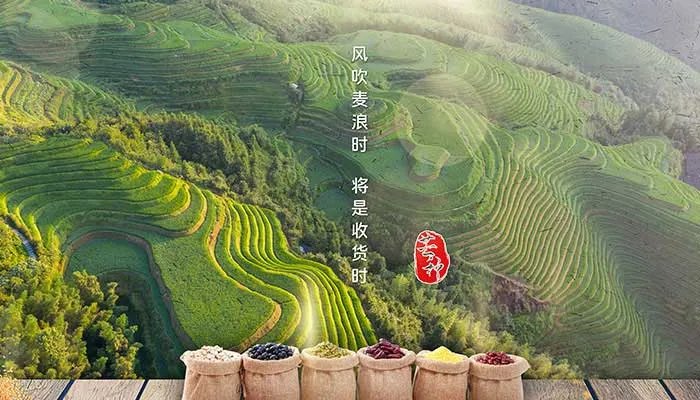 芒种节气吃什么食物 芒种适合吃什么