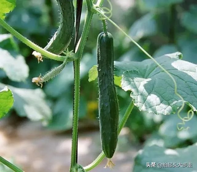 黄瓜种子哪个好？