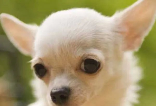 世界名犬排行榜