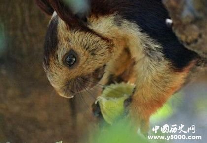 地球上最大的松鼠：身长一米的鼠中巨类