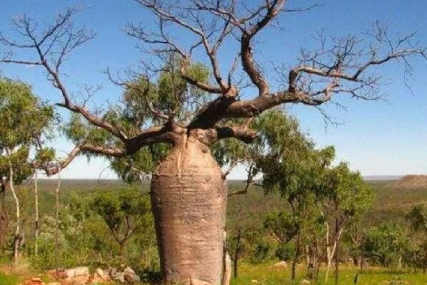 世界上十大最奇怪的树 猴面包树上榜,第八果实形如香肠