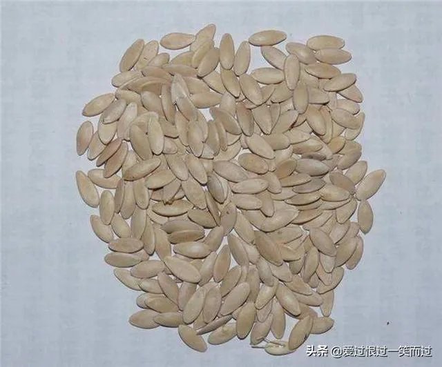 黄瓜种子哪个好？