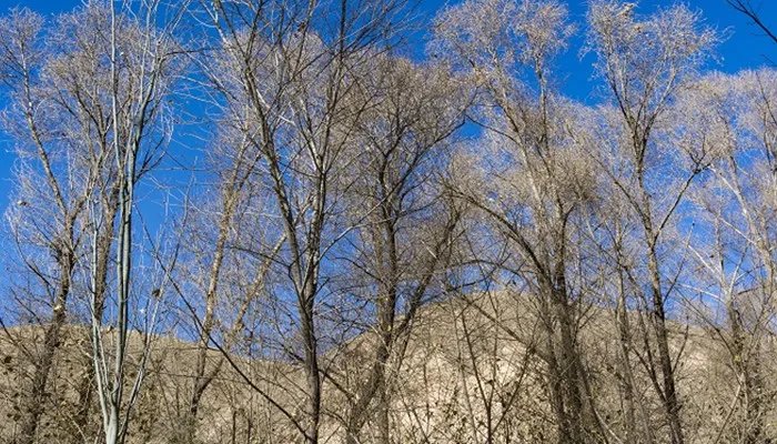 白杨树的三个特点 白杨树的三个特点分别是什么