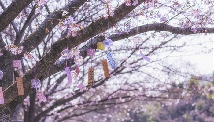 春天有什么花开 春天有什么花会开放