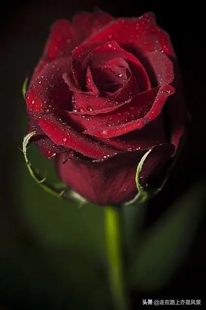 你认为世界上最漂亮的人是谁？为什么？