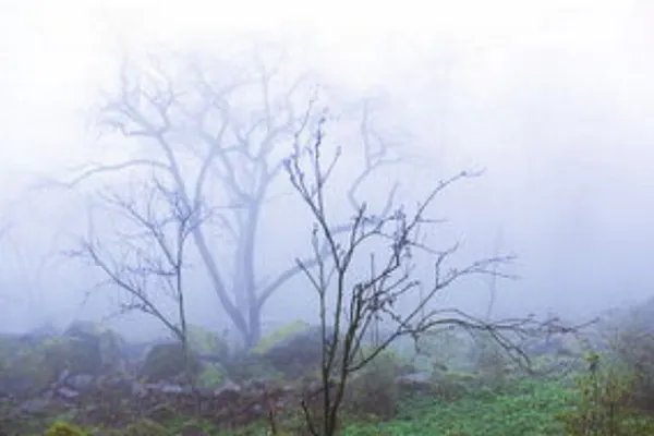 上古神树有哪些