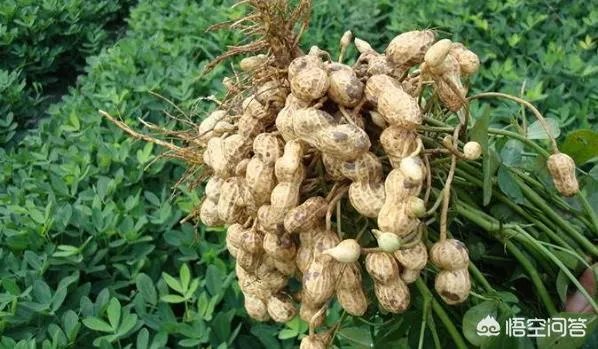 近期花生米价格出现了大涨的行情，这是什么原因造成的？