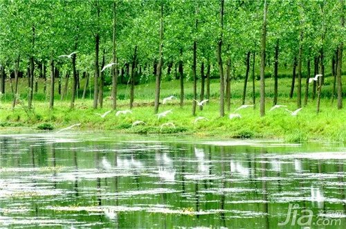 什么是杨树?杨树的资料大全