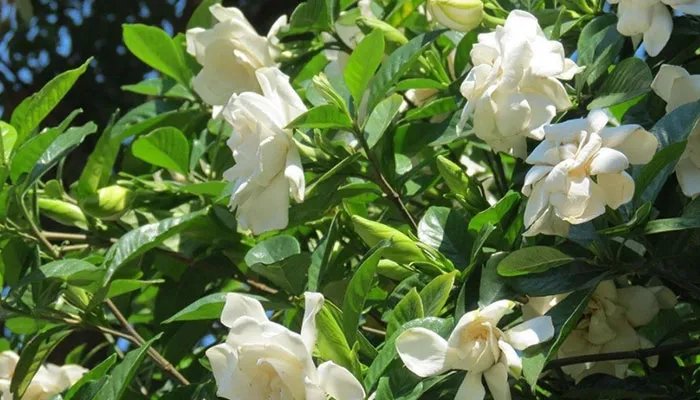 栀子花叶子发黄怎么办 栀子花叶子发黄怎么解决