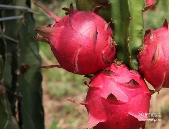 孕妇能吃火龙果吗_孕妇可以吃火龙果吗