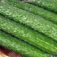 黄瓜种子哪个好？