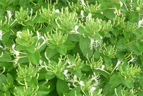 金银花产地主要分布在哪里 什么时候采的金银花比较好