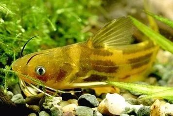 金钱鮸鱼的养殖方法