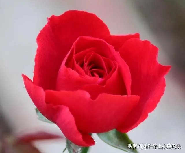 你认为世界上最漂亮的人是谁？为什么？