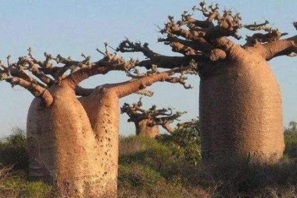 世界上十大最奇怪的树 猴面包树上榜,第八果实形如香肠