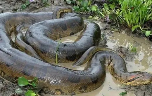 世界十大最长的蟒蛇