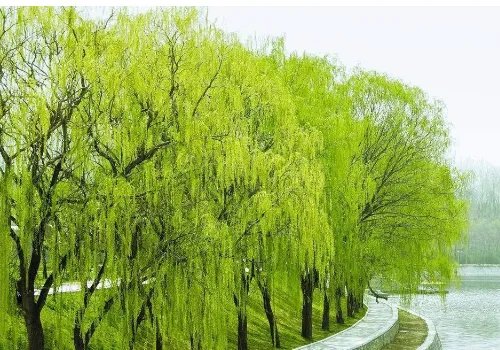 willow在英语俚语中有什么特别含义