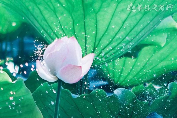 老年人适合戴珍珠吗