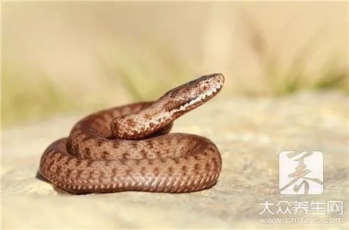 新鲜蛇胆怎么吃