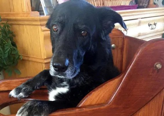 令人气愤!狗进饭店站婴儿座椅里进食,该店的卫生问题是否堪忧?