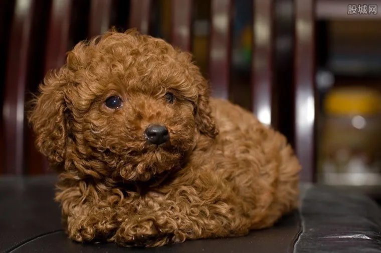 泰迪犬多少钱一只 泰迪犬价格介绍大全