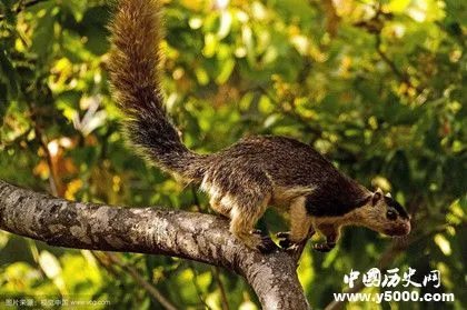 地球上最大的松鼠：身长一米的鼠中巨类