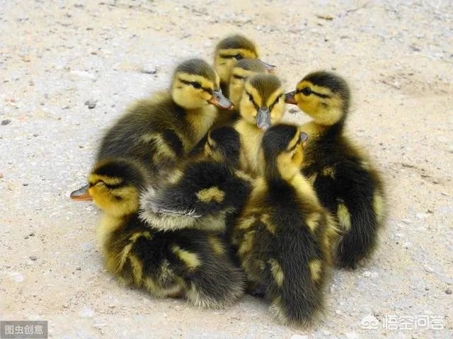 养小鸭