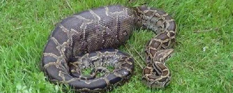 男人梦到大蟒蛇是什么意思 男人梦到大蟒蛇好不好