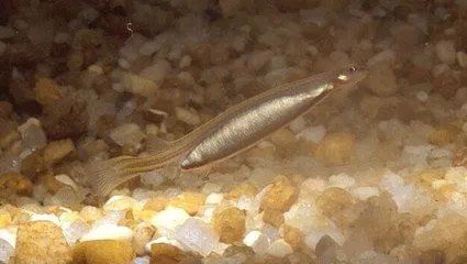 金钱鮸鱼的养殖方法