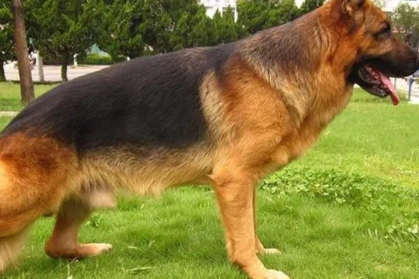 世界名犬排行榜