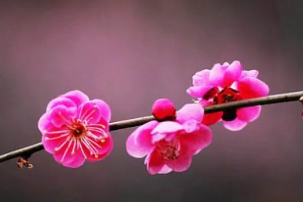 关于梅花的资料