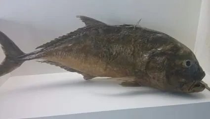 金钱鮸鱼的养殖方法