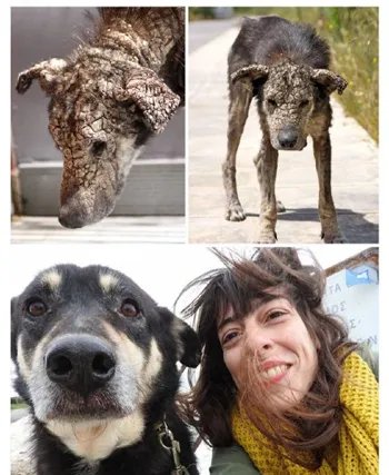 有没有关于宠物的正能量新闻？