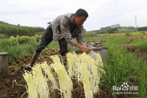韭黄种植方法
