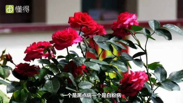 玫瑰花怎么养