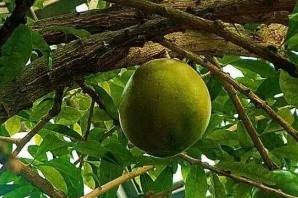 世界上十大最奇怪的树 猴面包树上榜,第八果实形如香肠