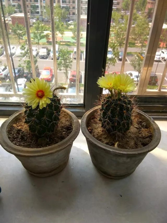 仙人球多久浇一次水?