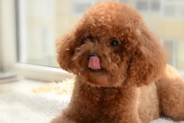 世界名犬排行榜