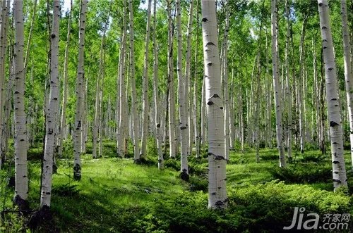 什么是杨树?杨树的资料大全