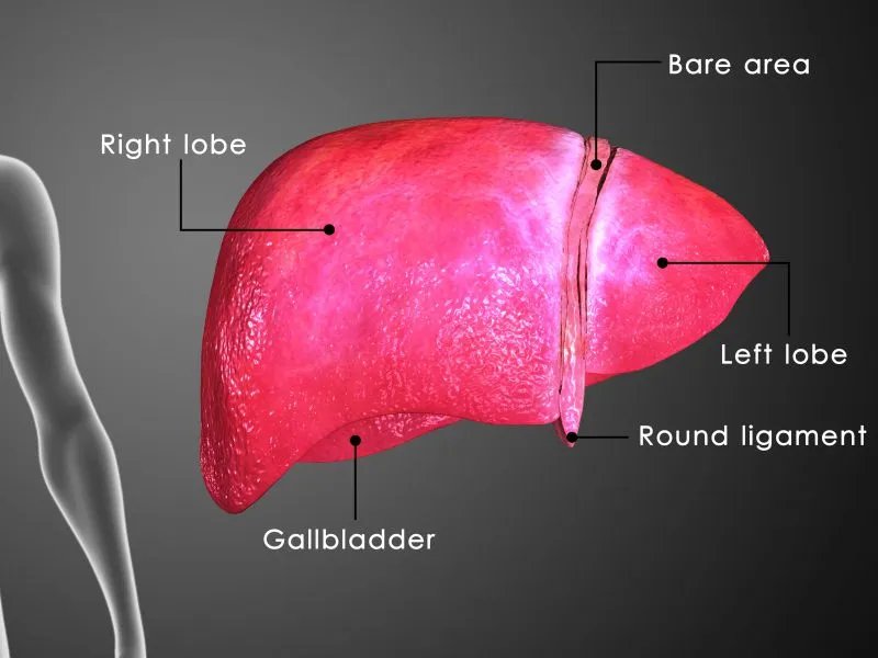 补肝汤有哪些组成