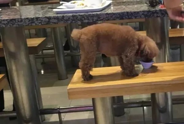令人气愤!狗进饭店站婴儿座椅里进食,该店的卫生问题是否堪忧?