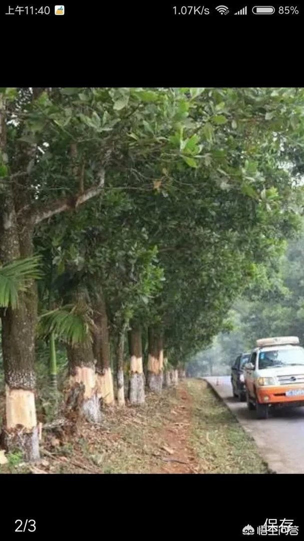 162棵树遭剥皮