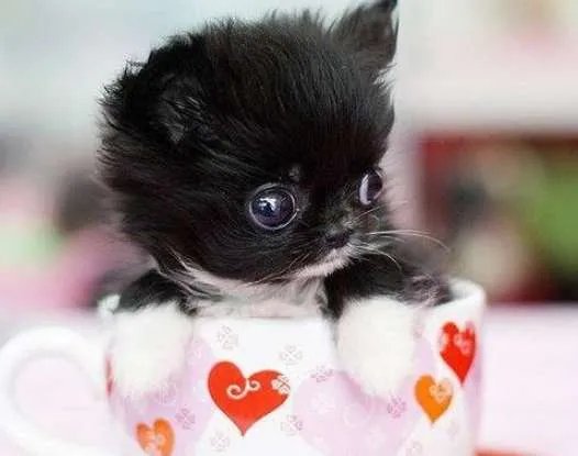 世界上最小的狗是什么品种 到底能小到什么程度