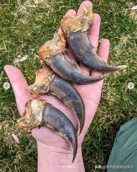 东北虎那么厉害,为什么连乌苏里棕熊都打不过?