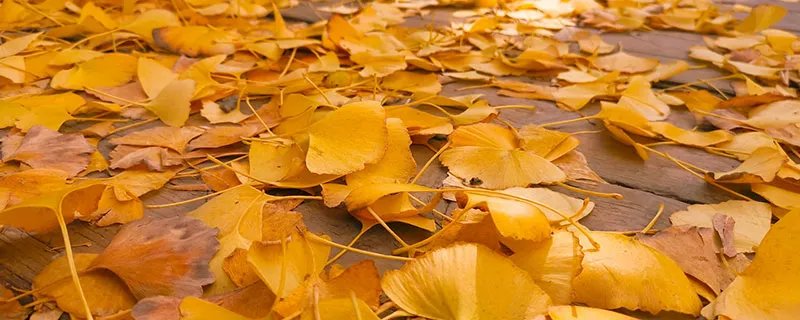 碧云天黄叶地北雁南飞出自哪里 碧云天黄叶地北雁南飞出处