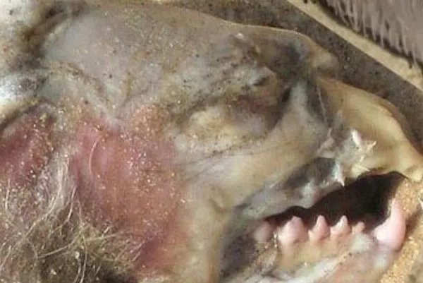 蒙托克怪兽事件怎么回事 费城实验的说法是什么