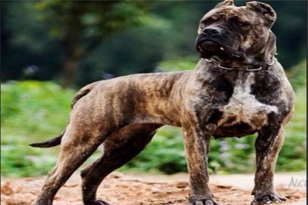 最凶悍的十大名犬：巴西非勒上榜，它是猛犬霸主