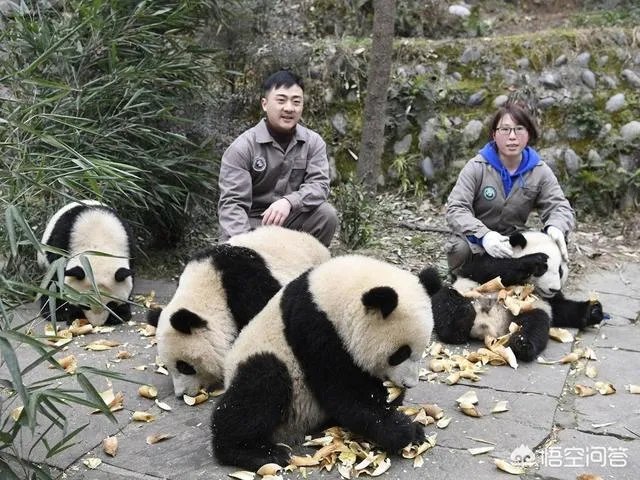 怎样能成为动物园饲养员呢？