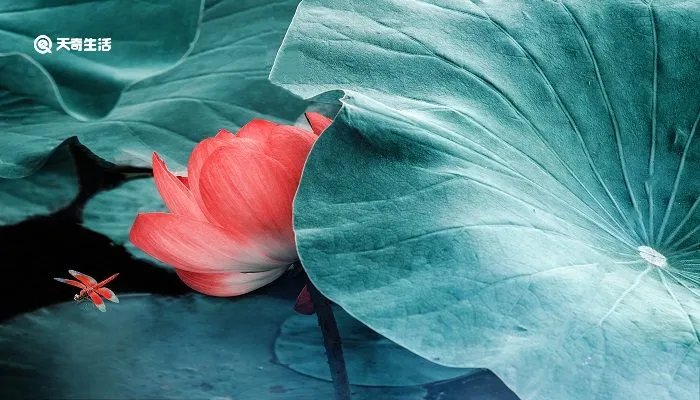 毕竟西湖六月中的诗意