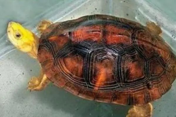 中国十大名贵乌龟 金钱龟上榜，第一被誉为“千年神龟”